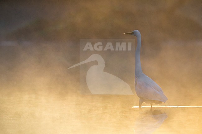 Grote Zilverreiger, Great Egret stock-image by Agami/Daniele Occhiato,