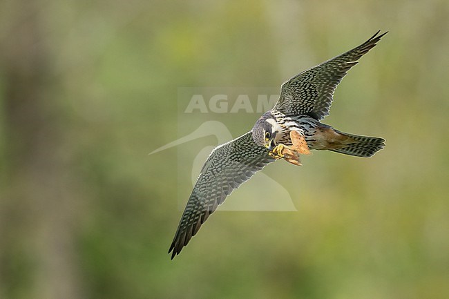 Eurasian Hobby (Falco subbuteo) hunting insects in front of green background in Switzerland. stock-image by Agami/Marcel Burkhardt,