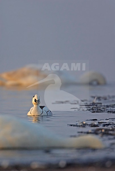 Smew male swimming; Nonnetje man zwemmend stock-image by Agami/Markus Varesvuo,