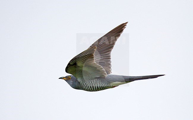 Vliegende, trekkende Koekoek;Flying, migrating Cuckoo stock-image by Agami/Ran Schols,