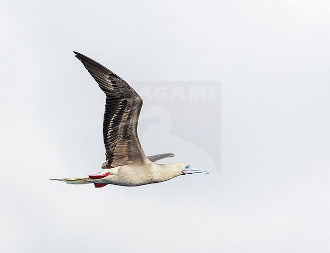 Intermediate morph Red-footed booby (Sula sula rubripes) at sea in the Pacific Ocean, around the Solomon Islands. stock-image by Agami/Marc Guyt,