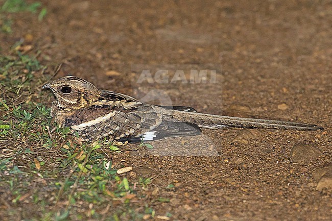 Long-tailed Nightjar, Caprimulgus climacurus, in Ghana. stock-image by Agami/Pete Morris,