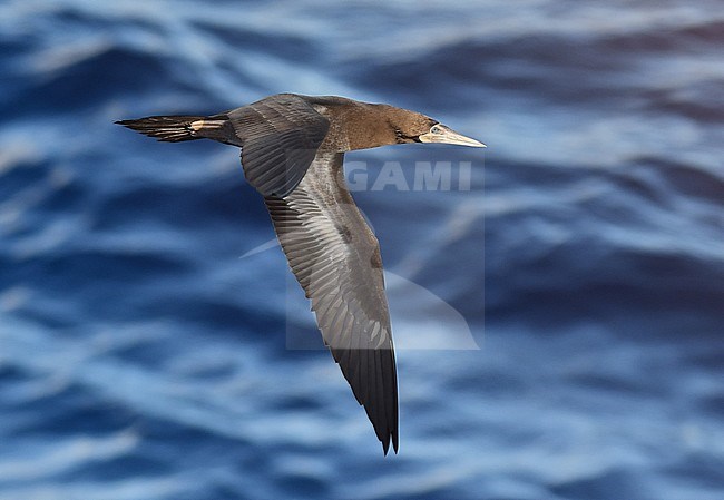 Immature Brown Booby (Sula leucogaster) in flight over the mid-Atlantic ocean. stock-image by Agami/Laurens Steijn,