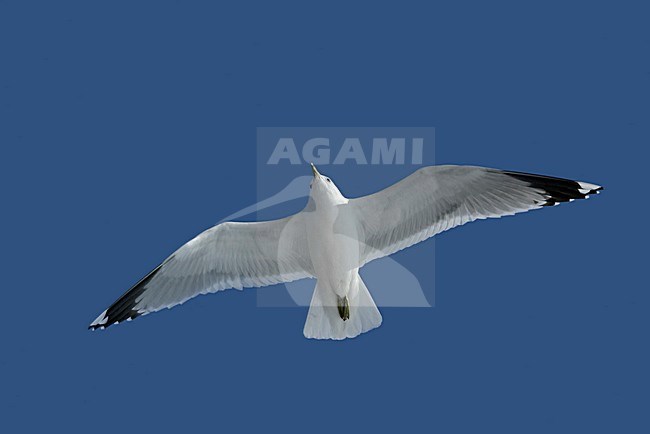 Common Gull adult flying; Stormmeeuw volwassen vliegend stock-image by Agami/Markus Varesvuo,