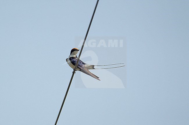 Wire-tailed Swallow (Hirundo smithii), a bird resting on wires in Khajuraho, India stock-image by Agami/Helge Sorensen,