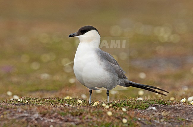 Kleinste Jager volwassen staand; Long-tailed Skua adult perched stock-image by Agami/Roy de Haas,