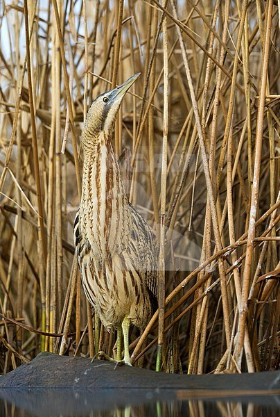 Roerdomp, Eurasian Bittern stock-image by Agami/Bence Mate,