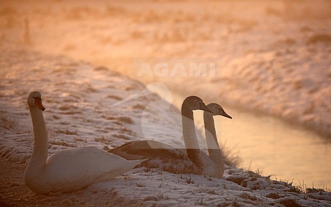 Knobbelzwanen in winter, Mute Swans in winter stock-image by Agami/Roy de Haas,