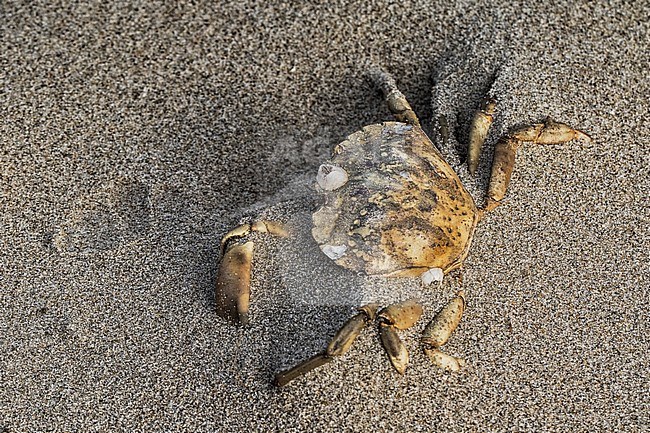 Dead Flying crab on the North Sea beach stock-image by Agami/Wil Leurs,