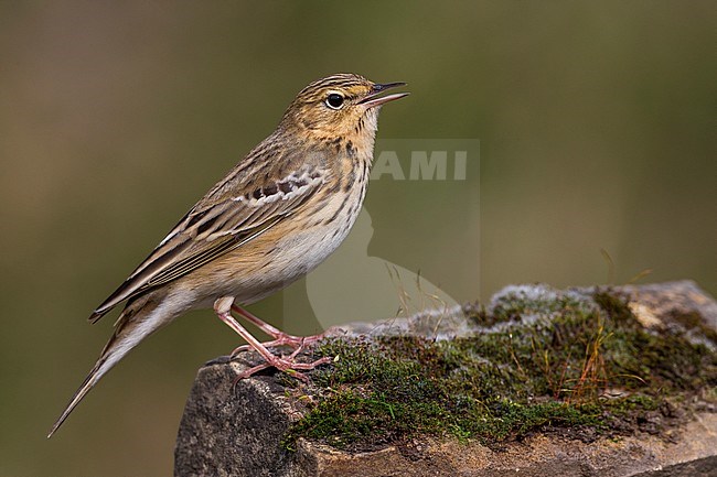 Boompieper, Tree Pipit stock-image by Agami/Daniele Occhiato,