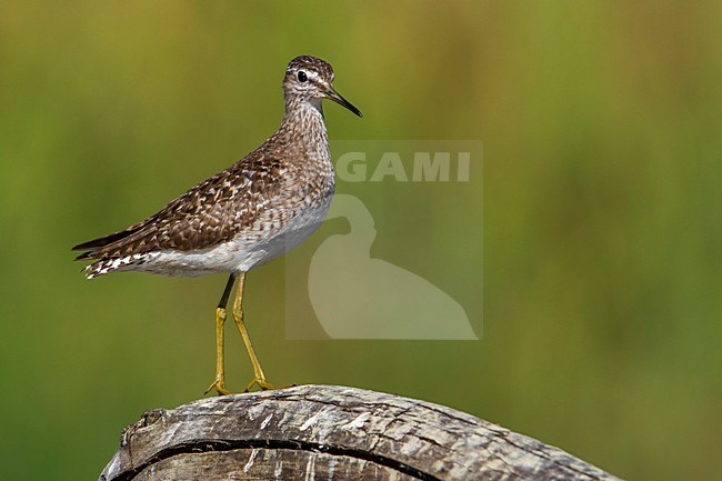 Bosruiter; Wood Sandpiper stock-image by Agami/Daniele Occhiato,