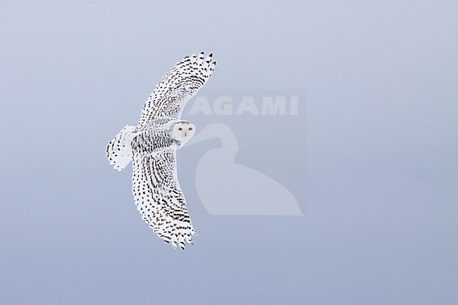 Sneeuwuil vliegend; Snowy Owl flying stock-image by Agami/Chris van Rijswijk,