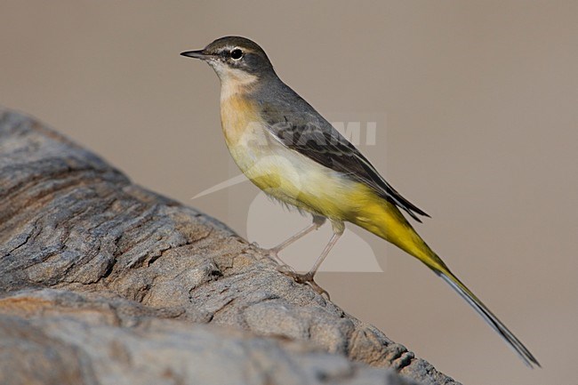 Grote Gele Kwikstaart staand op rots; Grey Wagtail perched on rock stock-image by Agami/Daniele Occhiato,