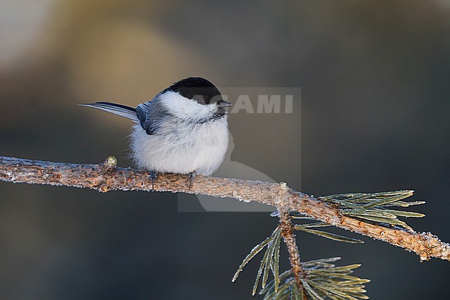 Willow Tit - Weidenmeise - Poecile montanus ssp. borealis, Finland stock-image by Agami/Ralph Martin,