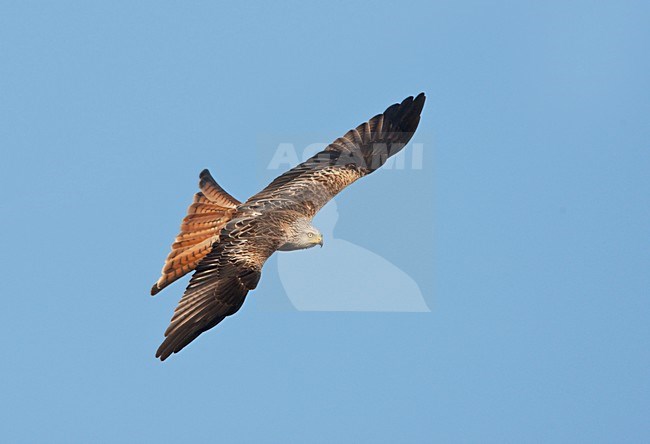 Rode Wouw in de vlucht; Red Kite in flight stock-image by Agami/Ran Schols,