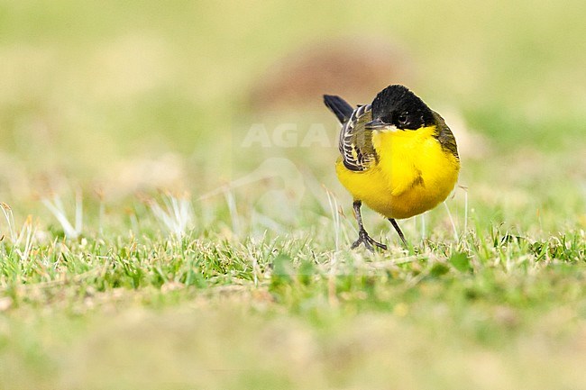 Black-headed Wagtail (Motacilla feldegg) during spring migration in Israel. stock-image by Agami/Marc Guyt,