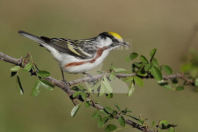 Mannetje Roestflankzanger, Male Chestnut-sided Warbler stock-image by Agami/Brian E Small,