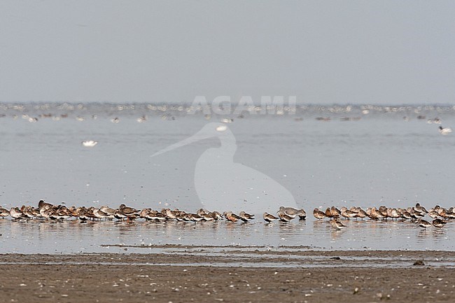 Groepen vogels in Westhoek; Bird flocks at Westhoek stock-image by Agami/Marc Guyt,