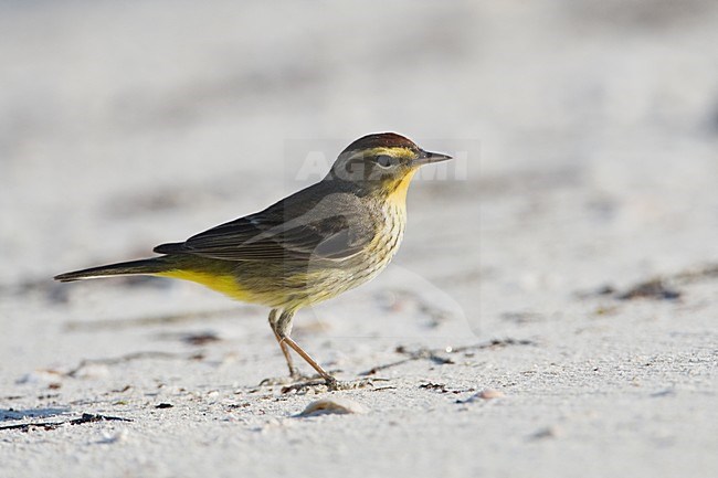 Palmzanger op het strand, Palm Warbler at the beach stock-image by Agami/Wil Leurs,