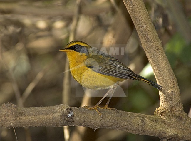 Wintering male Golden Bush Robin, Tarsiger chrysaeus, at Sat Tal, india. stock-image by Agami/Marc Guyt,