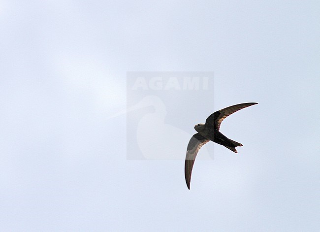 Black Swift (Cypseloides niger) in flight over the Lesser Antilles, Central America. stock-image by Agami/Pete Morris,