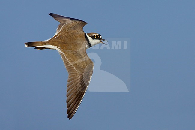 Little Ringed Plover adult flying; Kleine Plevier volwassen vliegend stock-image by Agami/Daniele Occhiato,