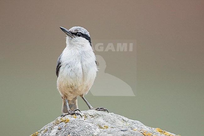 Eastern Rock Nuthatch - Klippenkleiber - Sitta tephronota ssp. tephronota, Kyrgyzstan, adult stock-image by Agami/Ralph Martin,