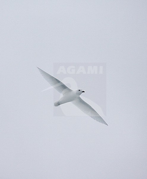 Lesser Snow Petrel flying; Sneeuwstormvogel vliegend stock-image by Agami/Marc Guyt,