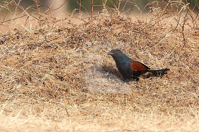 Greater Coucal (Centropus sinensis) standing on the ground, right in the open, on a dry grassfield. stock-image by Agami/Marc Guyt,