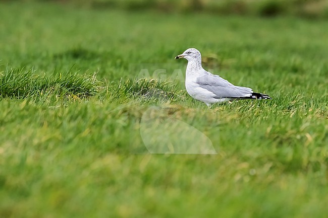 Adult winter Ring-billed Gull (Larus delawarensis) sitting on a grass field in Rumst, Antwerp, Belgium. stock-image by Agami/Vincent Legrand,