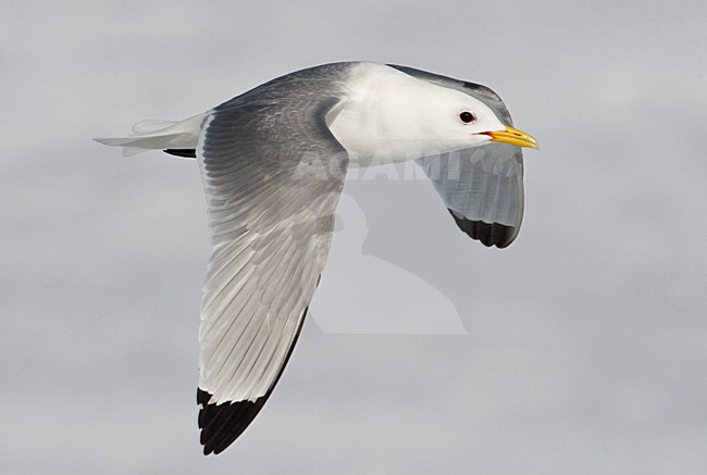 Drieteenmeeuw; Black-legged Kittiwake, Rissa tridactyla stock-image by Agami/Marc Guyt,