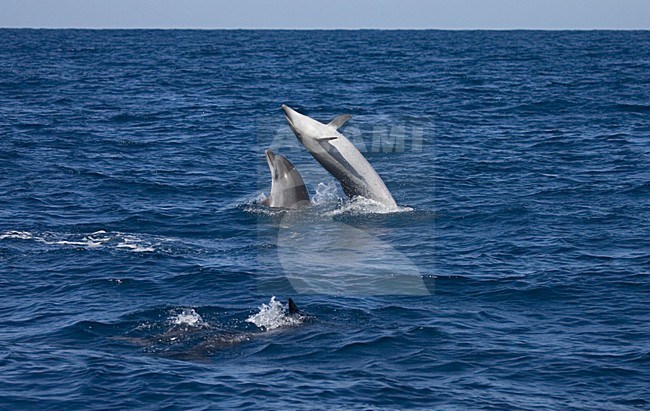 Common Bottlenose Dolphin swimming; Tuimelaar zwemmend stock-image by Agami/Marc Guyt,