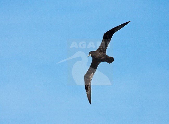 Witkinstormvogel vliegend; White-chinned Petrel flying stock-image by Agami/Marc Guyt,