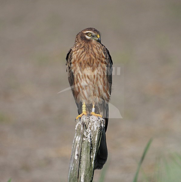 Grauwe Kiekendief vrouw zittend op paal; Montagus Harrier female perched on pole stock-image by Agami/Reint Jakob Schut,