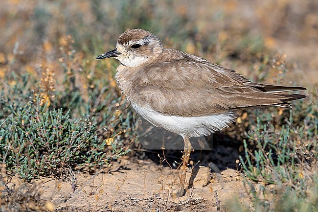 Adult female Caspian Plover (Charadrius asiaticus) sitting on a steppe, Kazakhstan. stock-image by Agami/Vincent Legrand,