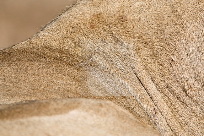Afrikaanse Leeuw close-up; African Lion close up stock-image by Agami/Marc Guyt,