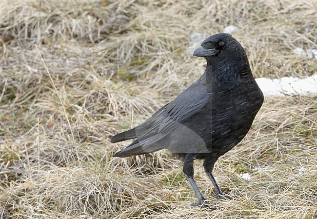 Zwarte Kraai, Carrion Crow stock-image by Agami/Markus Varesvuo,