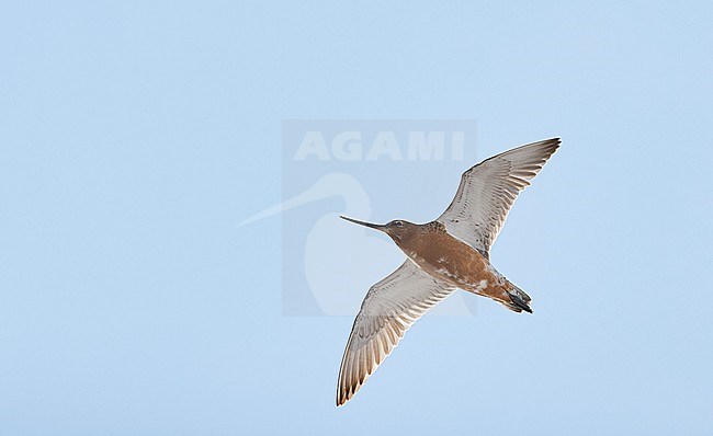 Bar-tailed Godwit (Limosa lapponica) Vardö Norway May 2017 stock-image by Agami/Markus Varesvuo,