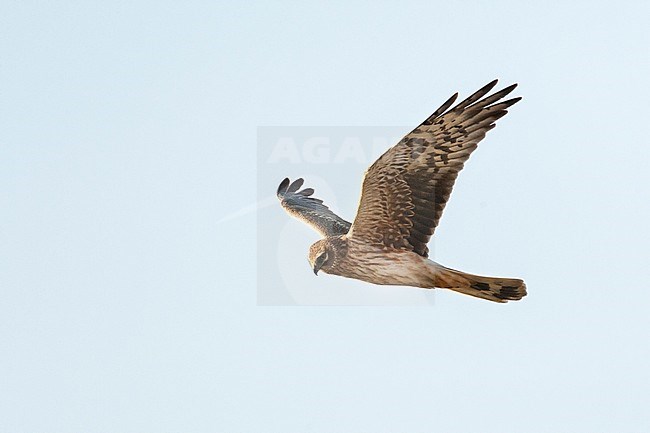 Female Pallid Harrier (Circus macrourus) hunting over Yotvata fields, Israel stock-image by Agami/Marc Guyt,