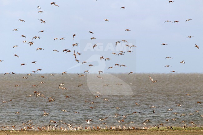 Rosse Grutto, Bar-tailed Godwit, Limosa lapponica stock-image by Agami/Harvey van Diek,