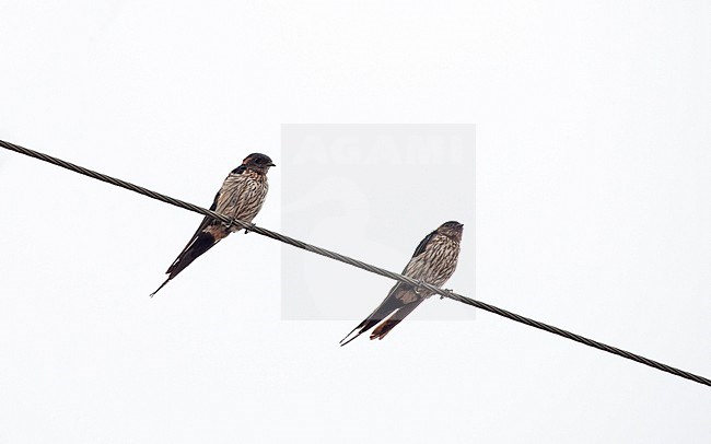 Striated Swallow (Cecropis striolatas) two birds sitting on wire at Chiangrai, Thailand stock-image by Agami/Helge Sorensen,