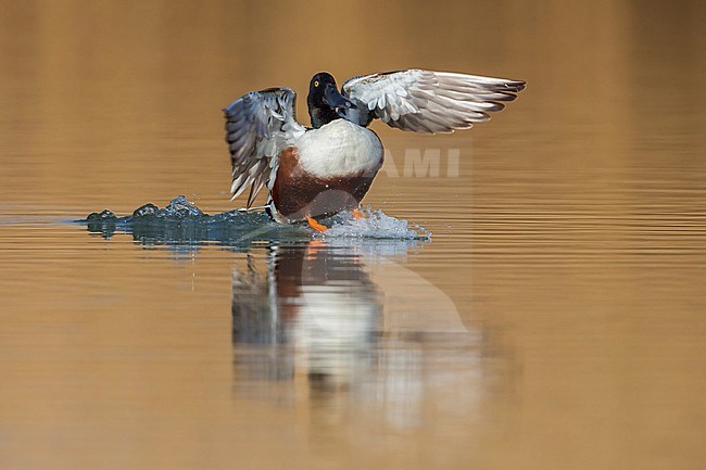 Vliegend mannetje Slobeend; Northern Shoveler male in flight stock-image by Agami/Daniele Occhiato,