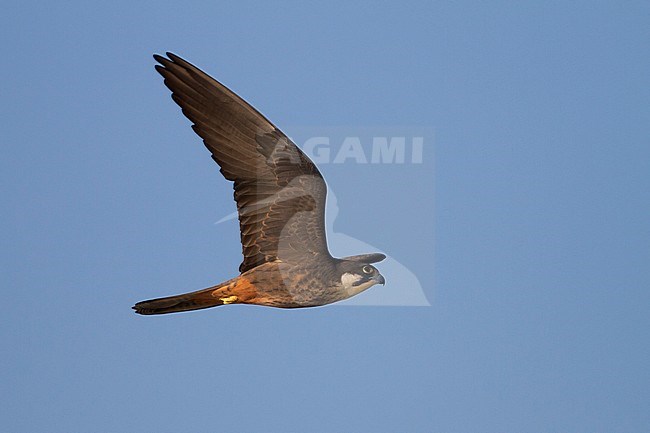 Eleonora's Falcon - Eleonorenfalke - Falco eleonorae, Cyprus, adult stock-image by Agami/Ralph Martin,