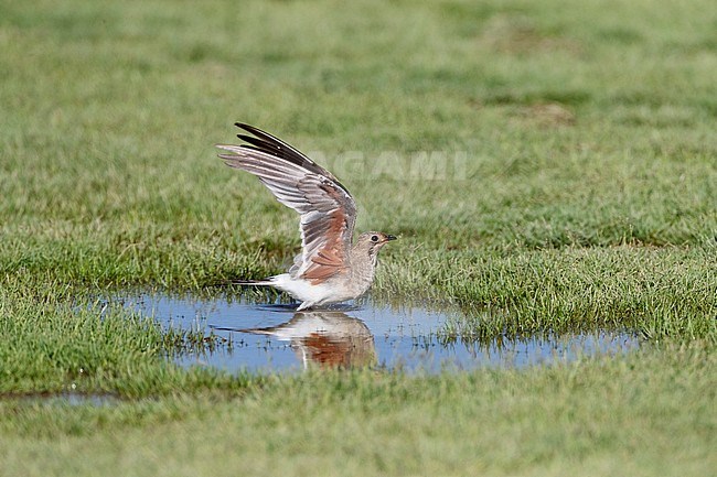 Adult Collared Pratincole (Glareola pratincola) during autumn in the Ebro delta, Spain. Taking off from the ground, showing under wing. stock-image by Agami/Marc Guyt,