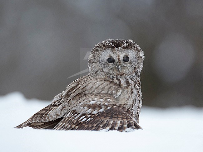 Bosuil; Tawny Owl; Strix aluco stock-image by Agami/Tomi Muukkonen,