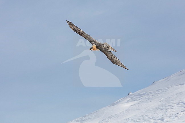 Adult  Bearded Vulture (Gypaetus barbatus) flying over snow covered moutain landscape in the swiss alps. stock-image by Agami/Marcel Burkhardt,