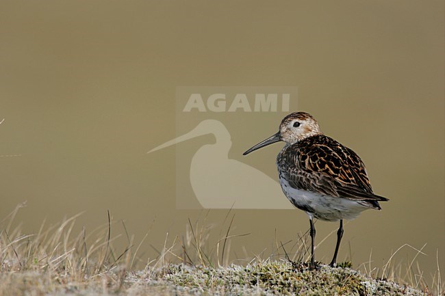 Bonte Strandloper in zomerkleed; Dunlin in summerplumage stock-image by Agami/Menno van Duijn,