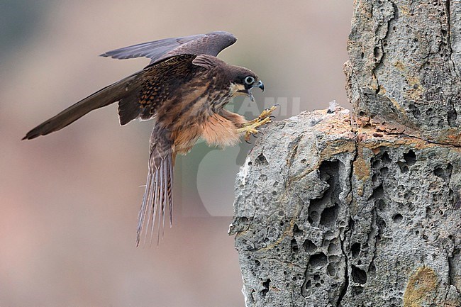 Eleonora's Falcon (Falco eleonorae), light morph adult landing on a rock stock-image by Agami/Saverio Gatto,