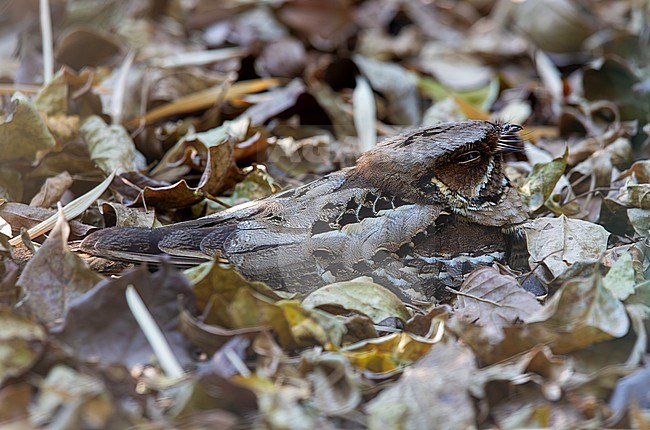 Jerdon's Nightjar (Caprimulgus atripennis atripennis) roosting during the day on the ground among dead leaves stock-image by Agami/Andy & Gill Swash ,