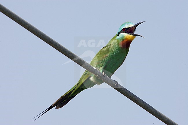 Groene Bijeneter in zit; Blue-cheeked Bee-eater perched stock-image by Agami/Markus Varesvuo,